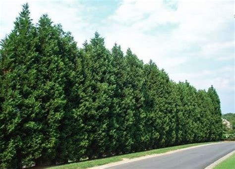 pros and cons of cypress trees.